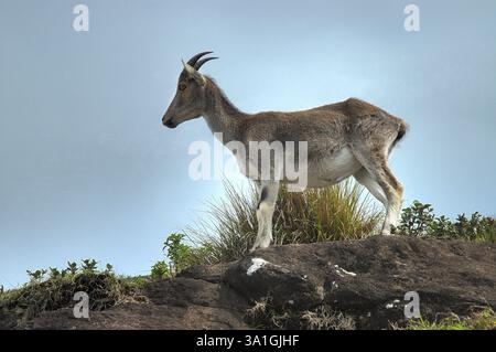 Nilgiri Thar Wildziege im Eravikulam-Nationalpark in Munnar, Kerala, Indien, Asien Stockfoto