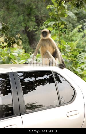Familie Hanuman langur, auch bekannt als Common langur, Entellus langur (Semnopithecus entellus), Pavagadh, Bezirk Panchmahals, Bundesstaat Gujarat, Indien, Asi Stockfoto
