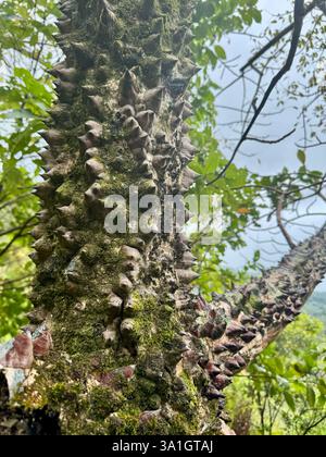 Stacheliger Baumstamm bedeckt mit Moos in einem tropischen Regenwald Stockfoto