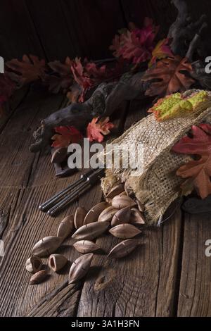Canarium ovatum, allgemein bekannt als Pili ist eine Pflanzenart aus der Gattung der tropischen Baum Stockfoto