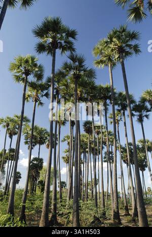 Palmenhaine in der Nähe von Tiruchendur, Tamil Nadu, Indien, Asien Stockfoto