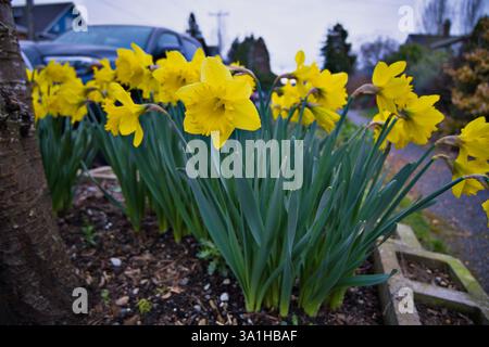 Wilde Narzissen (Narcissus pseudonarcissus) in Seattle Stockfoto