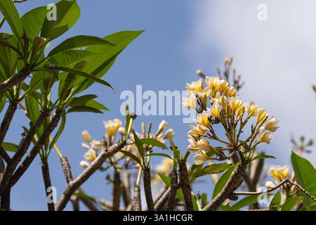 Blumen im park Stockfoto