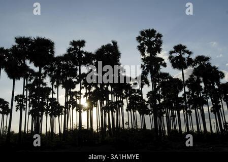Palmenhaine in Silhouette in der Nähe von Tiruchendur, Tamil Nadu, Indien, Asien Stockfoto