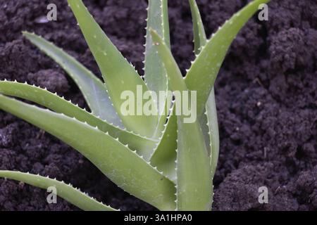 Nahaufnahme einer Aloe Vera Pflanze, die im Boden wächst, mit Nahaufnahme der Blätter und Knospen. Stockfoto