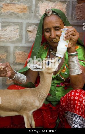 Rajasthani bischnoi Frau, die verwaisten Hirschen Milch in der Flasche gibt, Dorf Jajiwal in der Nähe von Jodhpur, Rajasthan, Indien, Asien Stockfoto