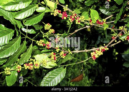 Kaffeebohnen Kaffee Arabica, Kerala, Indien, Asien Stockfoto