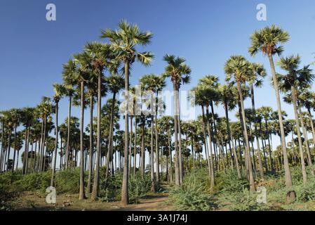 Palmenhaine in der Nähe von Tiruchendur, Tamil Nadu, Indien, Asien Stockfoto