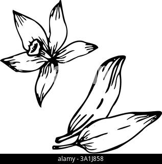 Vanilleblume mit Blättern skizzieren isolierte Objekte. Vektor Hand gezeichnete Illustration von Orchideenblumen. Skizzieren Sie im Linienstil. Stock Vektor