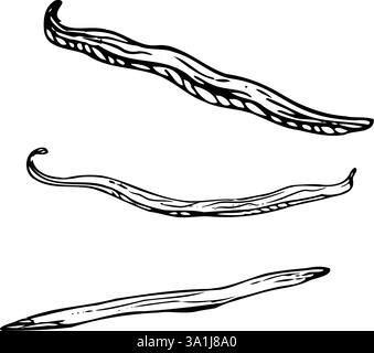 Skizzen-Set mit Vanilleblume und Sticks. Vektor Hand gezeichnete Illustration der Orchideenblume und Schoten. Bündel von Stäbchen und Blumen isoliert. Skizze in Linie Stock Vektor