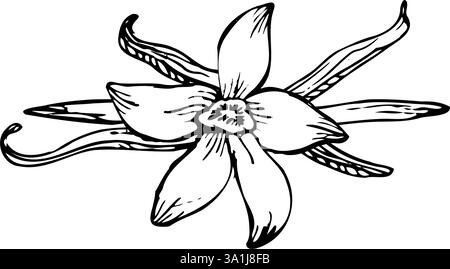 Strichkunst mit Vanille-Orchideenblüten und -Stäben, präzise gezeichnet. Ein stilvolles, natürliches Set, das sich perfekt für Kosmetik- und Parfümverpackungen eignet. Stock Vektor