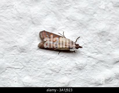 Erwachsene indische Mahlzeit Motte der Art Plodia interpunctella an weißer Wand, Blick von oben Stockfoto