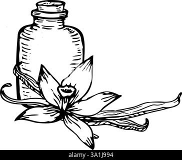 Elegante handgezeichnete Vanilleblüten und Schoten im Vektorformat. Das Sketch-Set zeigt zarte Orchideenblüten und Stifte in einem klaren Stil. Stock Vektor
