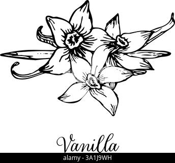 Skizzen-Set mit Vanilleblume und Sticks. Vektor Hand gezeichnete Illustration der Orchideenblume und Schoten. Bündel von Stäbchen und Blumen isoliert. Skizze in Linie Stock Vektor