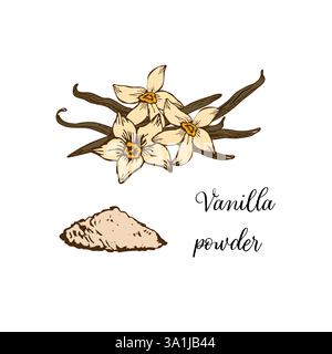 Vektor-Illustration von Vanilleblume und Sticks in eleganter Linienkunst. Isolierte, detaillierte Skizzen, ideal für Bio-Produkte oder kulinarische Designs. Stock Vektor