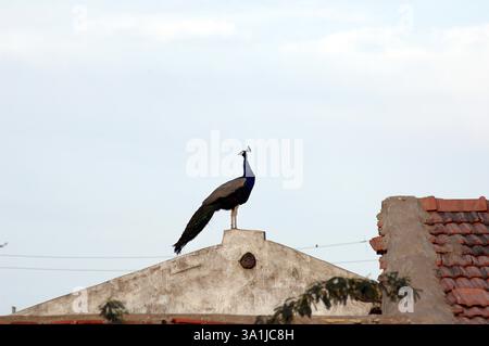 Vögel, Pfau, Dorfbilder, Gujarat, Indien, Asien Stockfoto