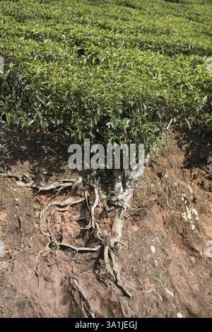 Teepflanzen lateinischer Name Camellia sinensis frisches Laub und zarte Blätter Zweige Rinde und Risse von Pflanzen, Teegärten in Munnar, Kerala, Indien, Asien Stockfoto