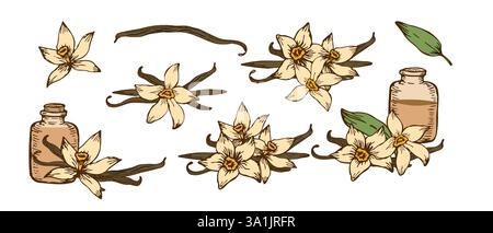 Skizzen-Set mit Vanilleblume und Sticks. Vektor Hand gezeichnete Illustration der Orchideenblume und Schoten. Bündel von Stäbchen und Blumen isoliert. Skizze in Linie Stock Vektor