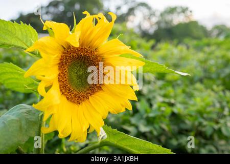 Sonnenblume im Naturgarten (Helianthus annuus). Sonnenblumen vor einem grünen Hintergrund. Sonnenblumenhintergrund. Stockfoto