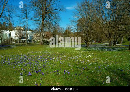 Krokusse in den Kurgärten Baden Deutschland, Europa Stockfoto