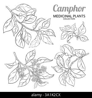 Campherzweig mit Blumen Umriss Illustration Stock Vektor