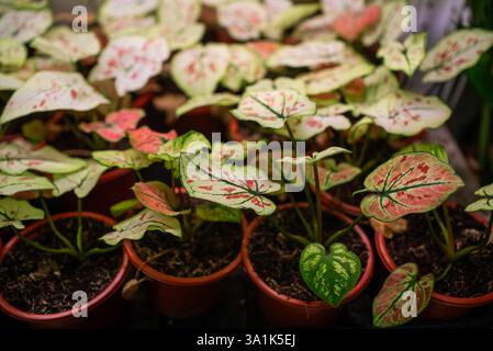 Mehrere zweifarbige Caladium-Pflanzen, auch bekannt als Engelsflügel, wachsen in Töpfen in einem Gewächshaus und zeigen ihr lebendiges und farbenfrohes Laub Stockfoto