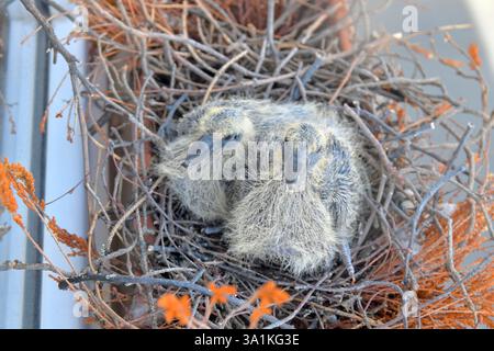 Zwei kleine Jungvögel im Nest. Zwei Tage alte Babytauben. Taubenvogelnest auf der Fensterbank. Der Begriff des Taubenlebens im städtischen Umfeld Stockfoto