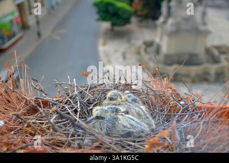 Zwei kleine Jungvögel im Nest. Zwei Tage alte Babytauben. Taubenvogelnest auf dem Fenstervorsprung. Blick durch das Fenster des Zimmers. Das Konzept von Stockfoto