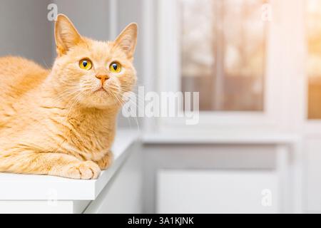 Niedliche Katze, die auf der Kommode im Zimmer sitzt. ingwerkatze sitzt auf dem Tisch. Katze mit großen Augen. Foto einer Katze mit Platz für eine Inschrift Stockfoto