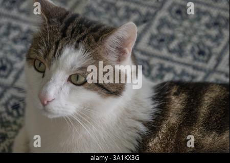 Porträt einer Hauskatze (Felis catus), Bayern, Deutschland, Europa Stockfoto