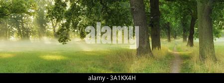 Schmaler Wanderweg durch eine Allee aus Eichen und Eschen im Morgenlicht, Sonnenschein durch Morgennebel, Bluetengrund, Naumburg, Burgenland Stockfoto