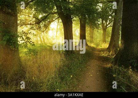 Schmaler Wanderweg durch eine Allee aus Eichen und Eschen im Morgenlicht, Sonnenschein durch Morgennebel, Bluetengrund, Naumburg, Burgenland Stockfoto