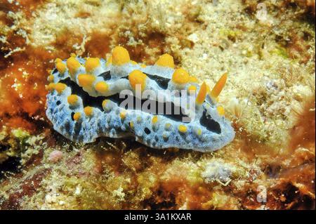 Himmelblaue Warzenschnecke (Phyllidia coelestis) mit gelben Pusteln und rechts vorn ausgestreckten Antennen, Pazifik Stockfoto
