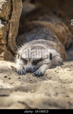 Konzentrieren Sie sich auf ein Erdmännchen. Der Erdmännchen schläft auf dem Sand und sieht süß aus. Nahaufnahme, im Siofok Zoo Stockfoto