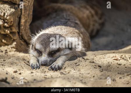 Konzentrieren Sie sich auf ein Erdmännchen. Der Erdmännchen schläft auf dem Sand und sieht süß aus. Nahaufnahme, im Siofok Zoo Stockfoto