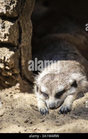Konzentrieren Sie sich auf ein Erdmännchen. Der Erdmännchen schläft auf dem Sand und sieht süß aus. Nahaufnahme, im Siofok Zoo Stockfoto
