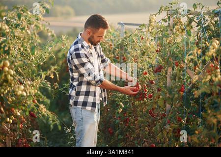 Viele der frischen Tomaten. Der schöne junge Mann ist im Garten. Stockfoto