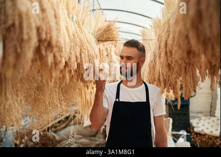 Viele der getrockneten Pflanzen hängen. Der junge Gärtner ist im Gewächshaus. Stockfoto
