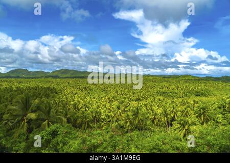 Riesige Kokosnussplantage, die die Landschaft der Siargao-Inseln unter einem bewölkten Himmel bedeckt, ein tropisches Paradies auf den philippinen Stockfoto