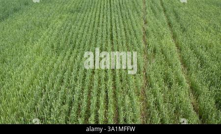 Reihen junger Weizenpflanzen, die im Frühjahr auf einem Feld wachsen und Spuren zeigen, die von einem Traktor hinterlassen wurden Stockfoto