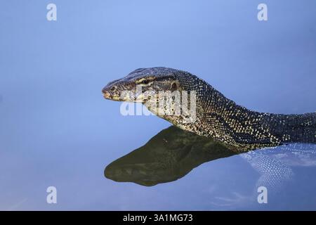 Asiatischer Wassermonitor (Varanus salvator) im Süßwasser, Tierporträt Stockfoto