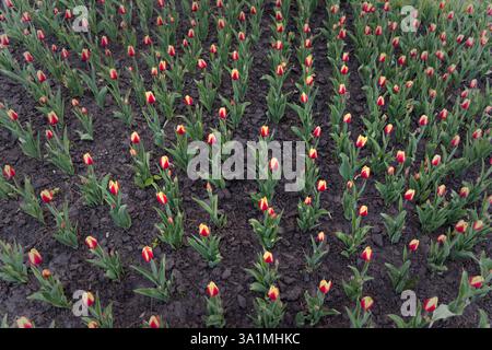 Das Bild zeigt Reihen junger Tulpen mit roten und gelben Blüten, die sich gerade erst öffnen, vor einem Hintergrund von sattem, dunklem Boden. Stockfoto