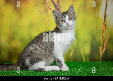 Silberne gestromte Katze auf grünem Hintergrund Stockfoto