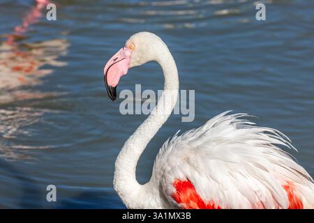 Profilporträt eines Camargue-Flamingos Stockfoto