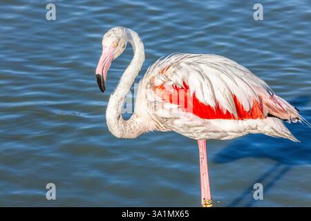 All die Anmut eines rosa Flamingos, dessen Profil sich vor dem Hintergrund eines Wassers abhebt Stockfoto
