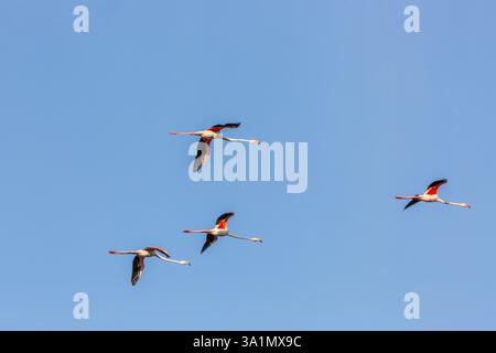 Staffel rosa Flamingos im Flug am Himmel der Camargue Stockfoto