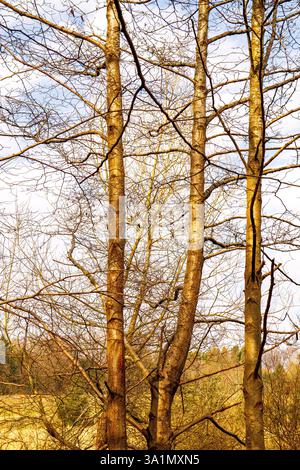 Dundee, Tayside, Schottland, Großbritannien. März 2025. Wetter in Großbritannien: Helles und mildes Märzwetter in Dundee Trottick Mill Ponds und Nature & Wildlife Reserve bietet natürliche Schönheit während der Frühjahrssaison in Schottland. Quelle: Dundee Photographics/Alamy Live News Stockfoto