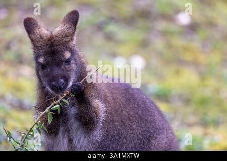 Ein Bennett oder Rothals Wallaby, Macropus rufogriseus, isst Blätter von einem Sträucher. In der Wildnis in Tasmanien und im Südosten Australiens gefunden. Stockfoto
