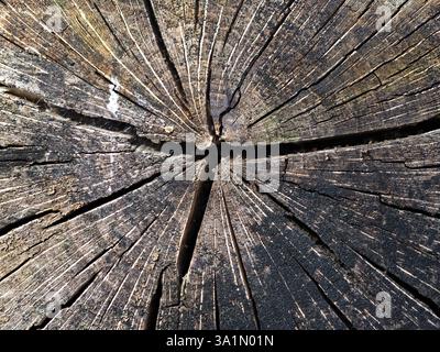 Ein Stück Holz mit einem Loch in der Mitte. Das Holz ist alt und hat viele Risse Stockfoto