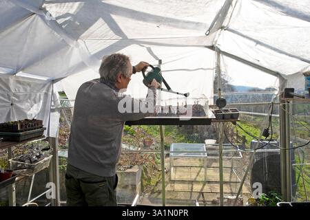Mann Gärtner arbeitet im Gewächshaus Setzlinge mit Wasserkanne im Frühjahr März Garten 2025 Carmarthenshire Wales UK KATHY DEWITT Stockfoto